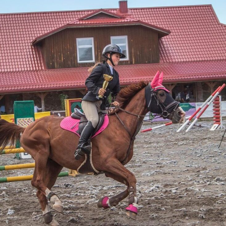 Horses For Sale