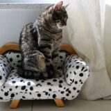 Affordable Cat Accessories for Happy and Healthy Cats