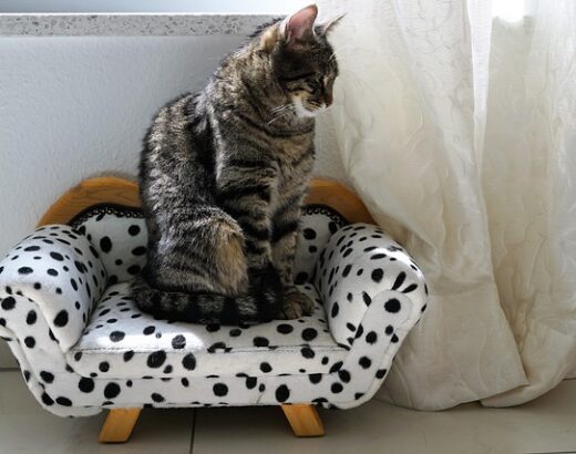 Affordable Cat Accessories