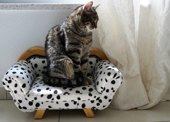 Affordable Cat Accessories
