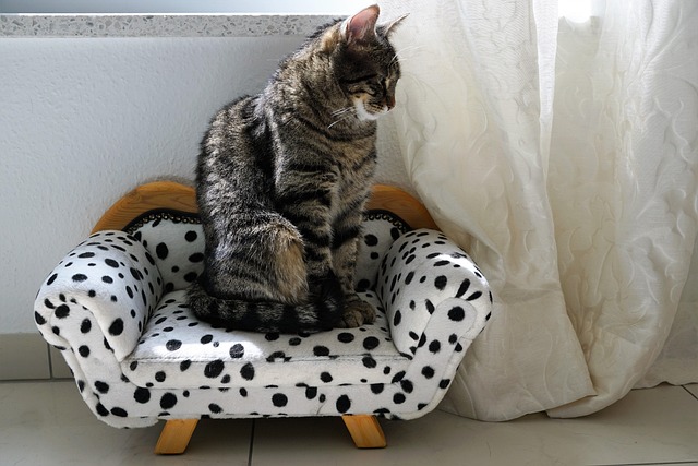 Affordable Cat Accessories for Happy and Healthy Cats